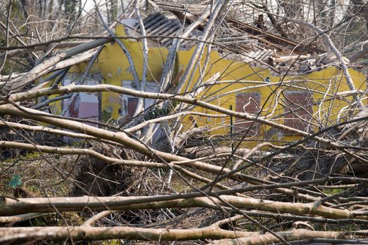 Devastation of tall trees following a whirlwind, Tuscany Italy