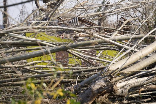 Devastation of tall trees following a whirlwind, Tuscany Italy