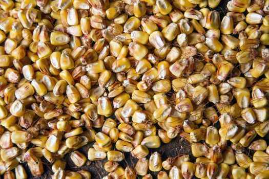 Representation of dried corn kernels ready for grinding