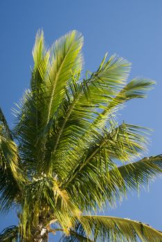 Green crown and fronds of a tropical palm tree against a clear blue sky symbolic of travel and summer vacations