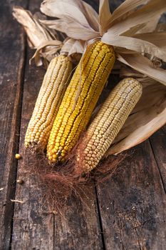 Maize cobs whole dried and ready for grinding
