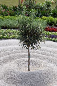 Olives tree exposed on Floraart, 48 international garden exhibition in Zagreb, Croatia, on May 29, 2013.