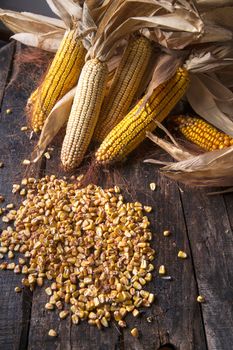 Maize cobs whole dried and ready for grinding
