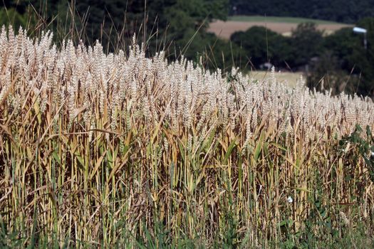 Wheat growing in field