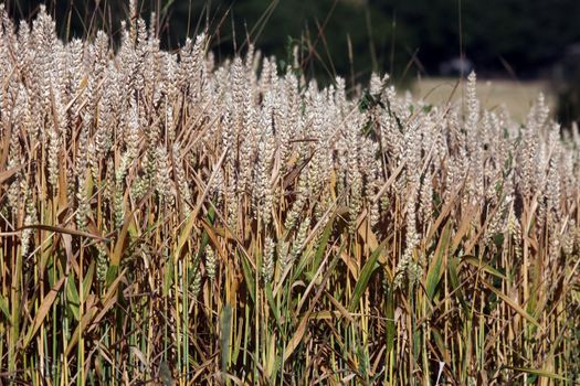 Wheat growing in field