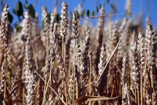 Wheat growing in field