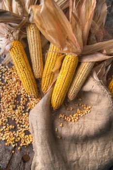 Maize cobs whole dried and ready for grinding
