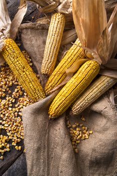 Maize cobs whole dried and ready for grinding
