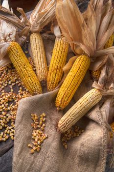 Maize cobs whole dried and ready for grinding
