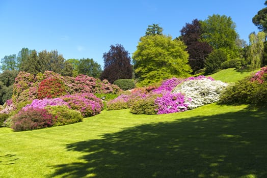 landscape of gardens with trees and flowers of azalea in spring season, blue sky in background