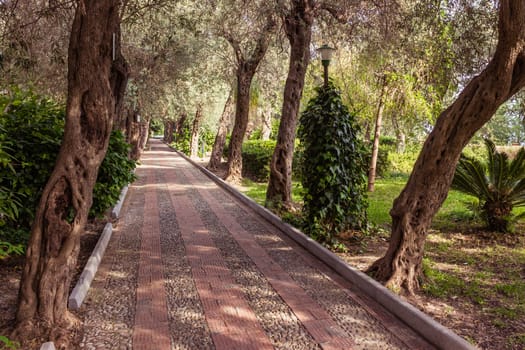 Avenue of olive trees lining the pavement in the park.