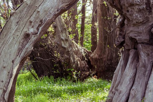 Detail of millennial chestnut tree located in Sicily - Italy