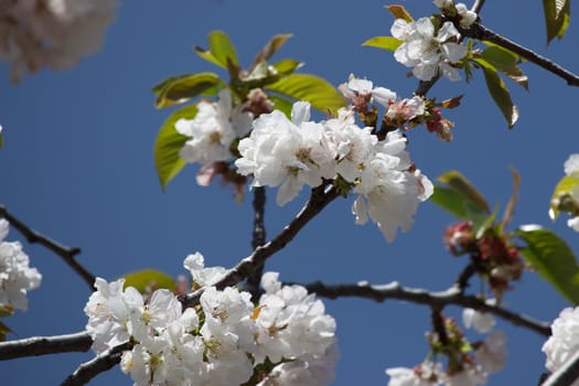 Detail of white peach blossom in spring time.