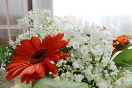 Red gerbera (Gerbera) and white chrysanthemums (Chrysanthemum) in a bouquet of flowers.