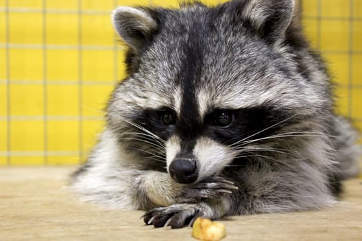 tamed  raccoon in a cage in a city manual zoo