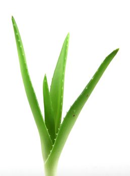 aloe vera plant.