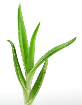 aloe vera plant.