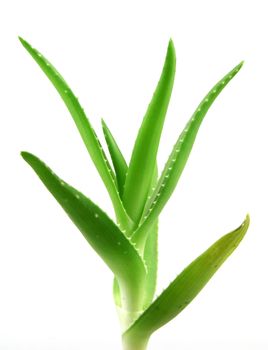 aloe vera plant.