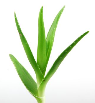 aloe vera plant.