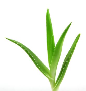 aloe vera plant.