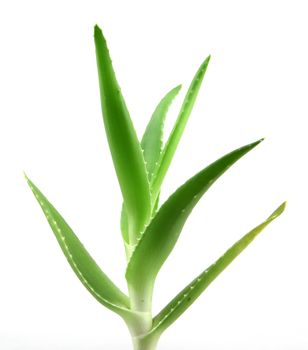 aloe vera plant.