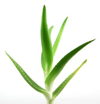 aloe vera plant.