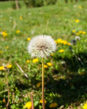 the park in sassari city in a sunny day of spring