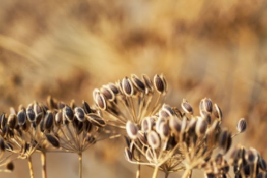  photographed close-up of ripe seeds of dill, Defocus