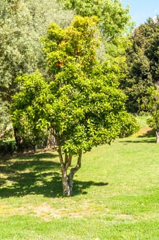 the park in sassari city in a sunny day of spring