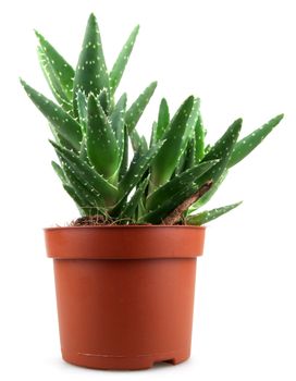 aloe vera plant