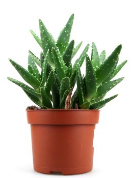 aloe vera plant