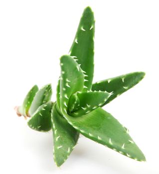 aloe vera plant