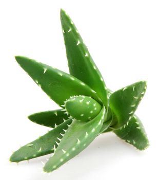 aloe vera plant