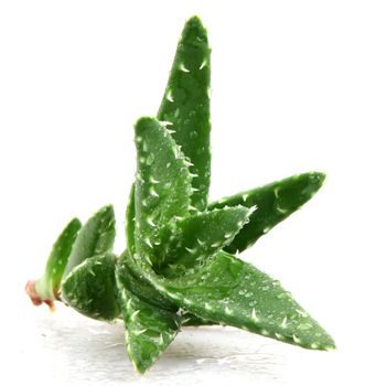 aloe vera plant