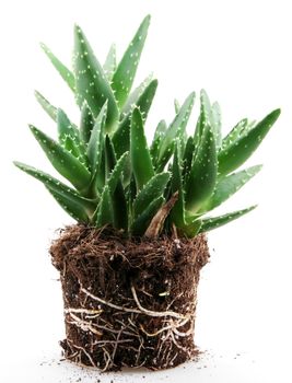 aloe vera plant