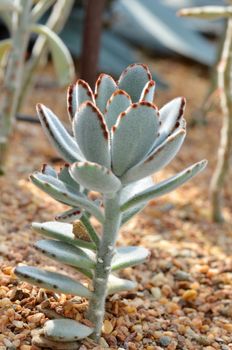 Velvety Kalanchoe Tomentosa succulent also known as panda plant and chocolate soldier