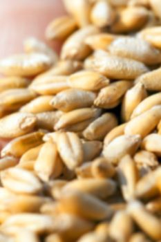  photographed close-up of wheat at harvest time, small depth of field, Defocus