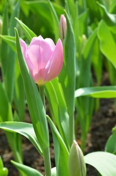 Beautiful close up of tulips in Gardens by the Bay, Singapore