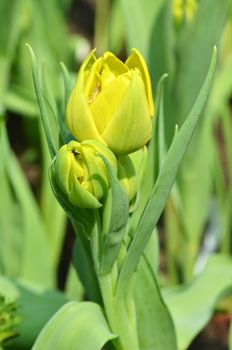 Beautiful close up of tulips in Gardens by the Bay, Singapore