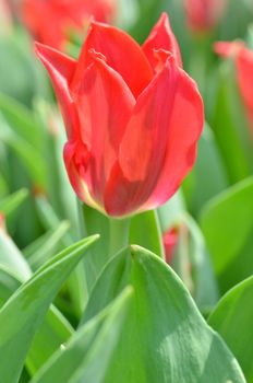 Beautiful of tulips