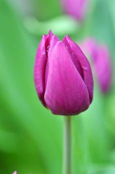 Beautiful of tulips in Gardens by the Bay, Singapore