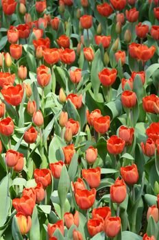 Beautiful close up of tulips in Gardens by the Bay, Singapore