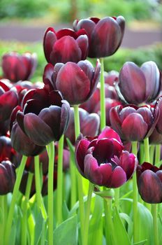 Beautiful of tulips in Gardens by the Bay, Singapore