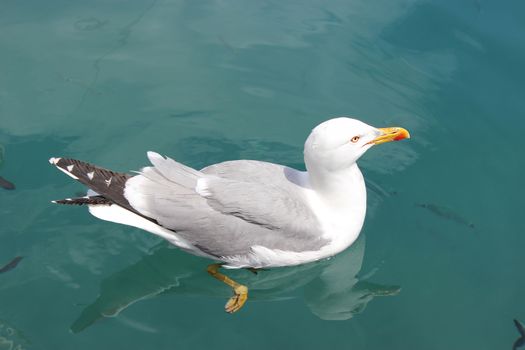 Seagull Screaming with Beak Wide Open on Blue Mediterranean Sea Background