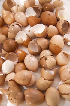 Series of broken shells of chicken eggs on white wood table