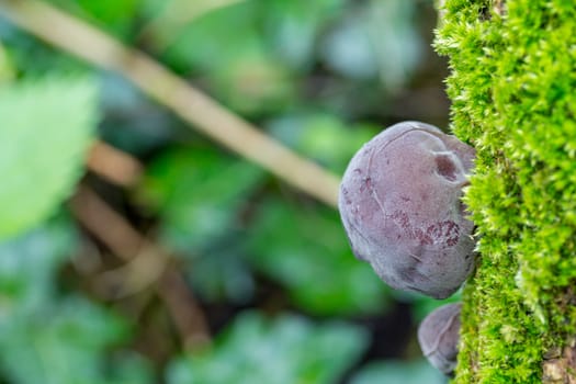 Type of round fungus growing on a moss covered fallen tree