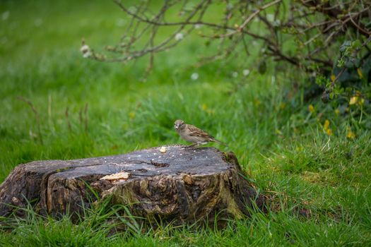 Sparrow eating some food left on a tree stump.