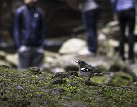 bird watching people , people watching bird in nature madeira