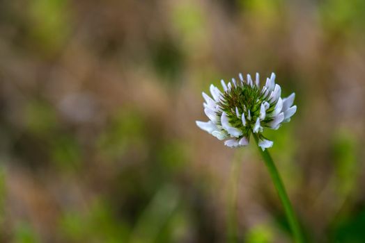 close up photo of a white clover flower