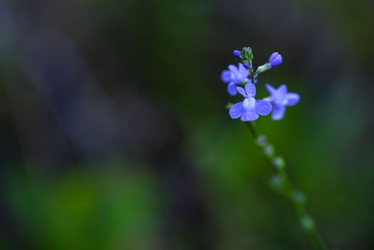 Closeup photo of Blue Toadflax flower 